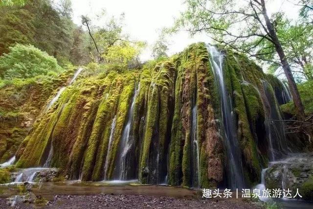 鸡冠花是酸性花卉吗?,全球最热门的社交红迪网平台